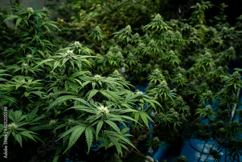 A large field of marijuana plants with green leaves and buds. The plants are growing in a greenhouse