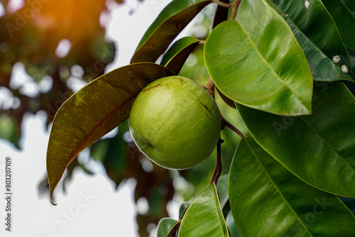 The star apple tree is a native plant. The face is glossy, dark green, the back is red, shiny, spherical fruit, there are green varieties. Yellow and purple-red, sweet aroma. eat fresh fruit. photo