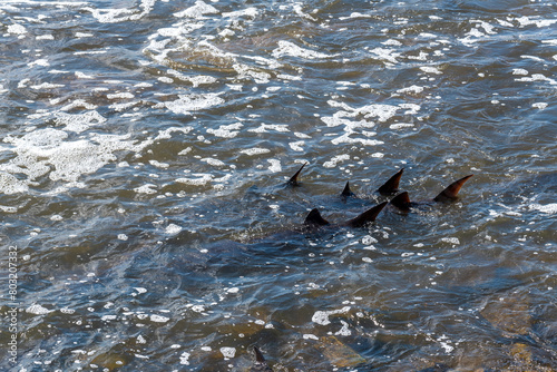 Strugeon Spawning In Spring At The Fox River Dam And Rapids In De Pere, Wisconsin