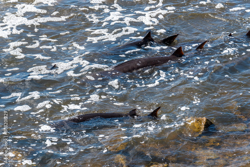 Strugeon Spawning In Spring At The Fox River Dam And Rapids In De Pere, Wisconsin