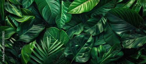 Wallpaper Mural Tropical green leaves arranged creatively with space for text. Representing the beauty of spring in nature. Top-down view. Torontodigital.ca