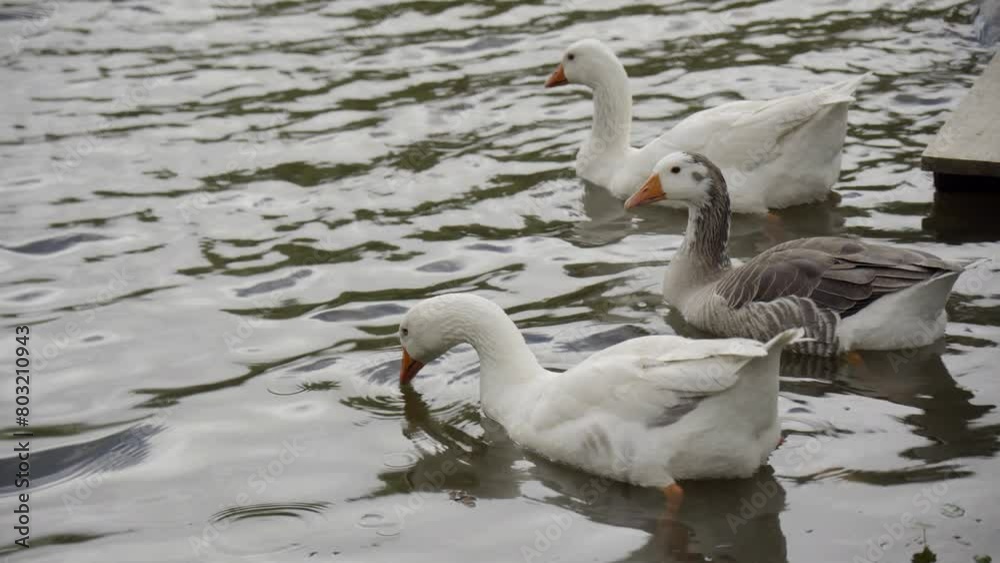 Close up to three geese swimming in a lake (Anser anser domesticus. the Toulouse goose, Ampurdán goose) Close up to three geese swimming in a lake (Anser anser domesticus. the Toulouse goose, Ampurdán goose)