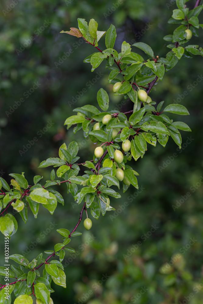 Drops of water after rain on green thorn fruits.
