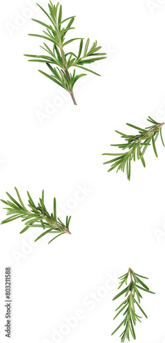 flying rosemary leaves