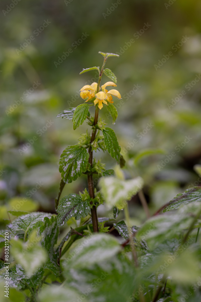 The yellow flowers of the buttercup, the wet leaves from the rain. The yellow flowers of the buttercup, the wet leaves from the rain.