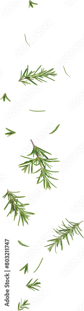 falling rosemary leaves falling rosemary leaves