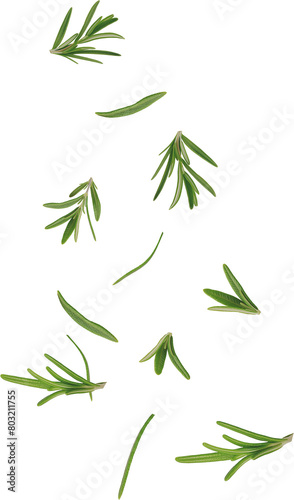 falling rosemary leaves