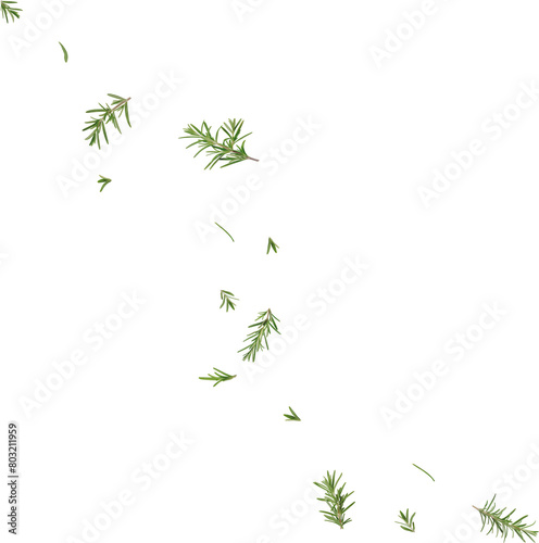 falling rosemary leaves