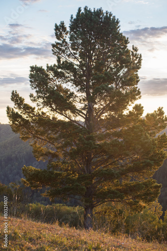 Beautiful tree at sunset. S...
