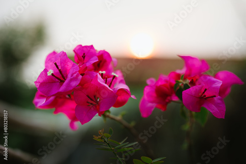Closeup nature flower with copy space, Pink Bougainvillea on sunset background
