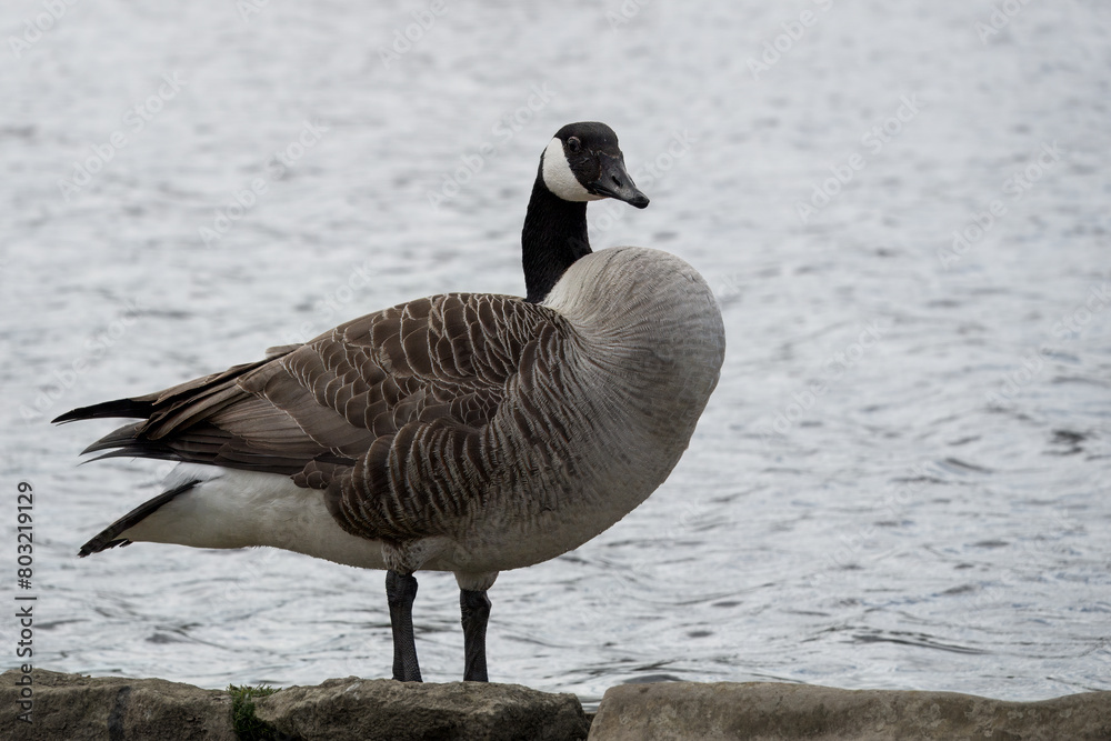 Canada goose branta canadensis standing at the edge of a lake