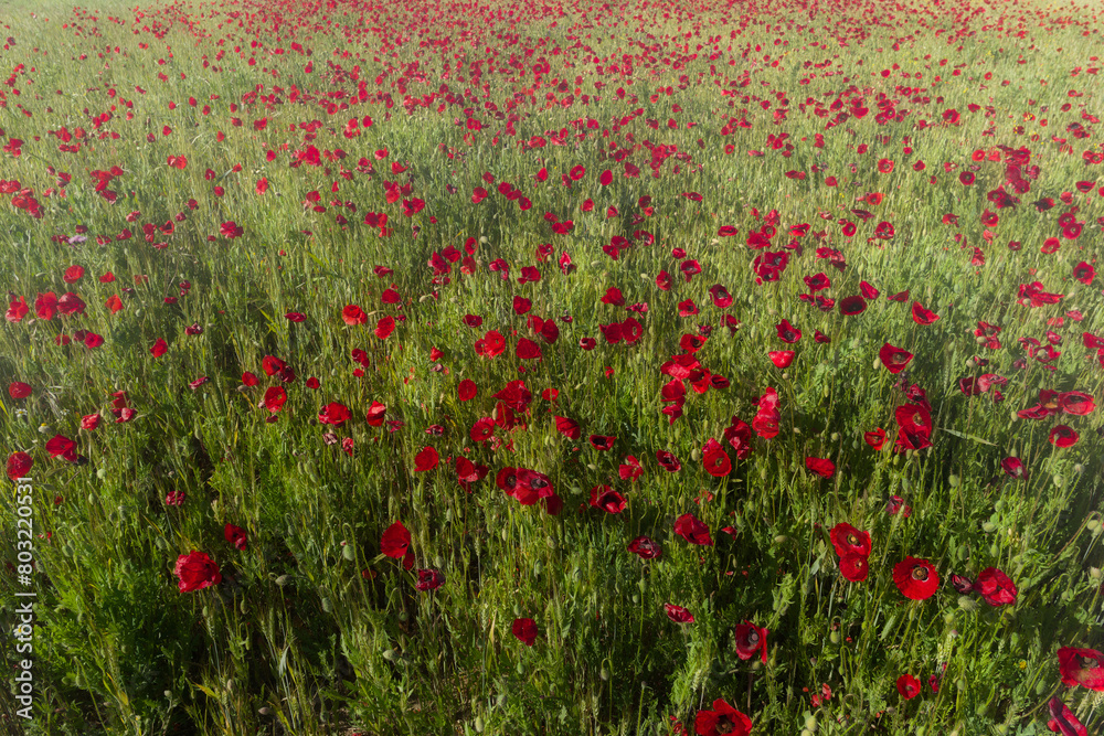 poppies, flowers, blooming, plants, field, outdoors, sunny, flor