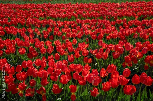 colorful Red tulips in farm field creating a colorful agricultural scene