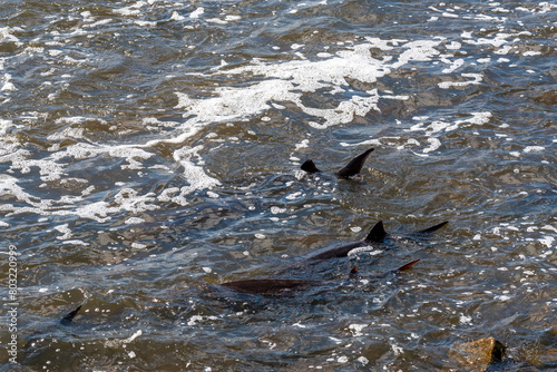 Strugeon Spawning In Spring At The Fox River Dam And Rapids In De Pere, Wisconsin