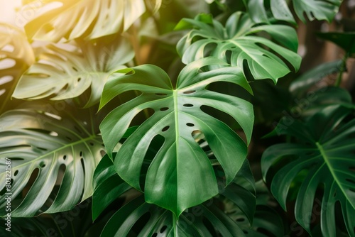 Close up of a Swiss cheese plant photo