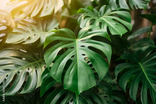 Close up of a Swiss cheese plant