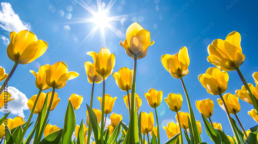 Fototapeta premium tulips, flowers, nature, landscape, background