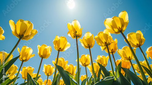 tulips, flowers, nature, landscape, background #803223799