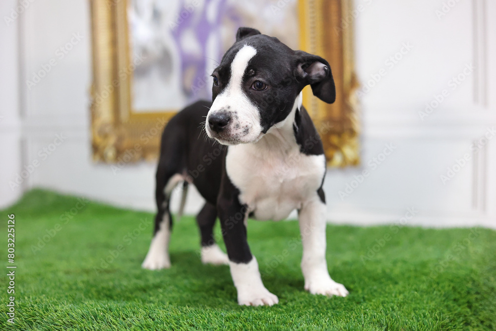 American terrier puppy standing on green grass looking to the left. American terrier puppy standing on green grass looking to the left.