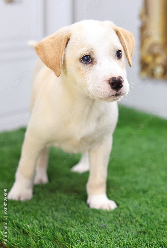 Little labrador puppy standing on green grass with attentive look.