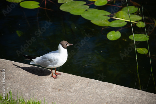 Ichthyaetus melanocephalus. A black-headed seagull sitting near the water.