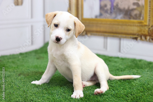 Labrador puppy resting on the grass.