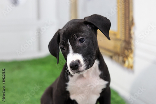Sad look of little puppy with blur background.