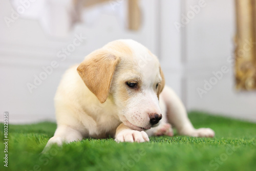 Portrait of labrador puppy resting on the grass with his head on his paw.