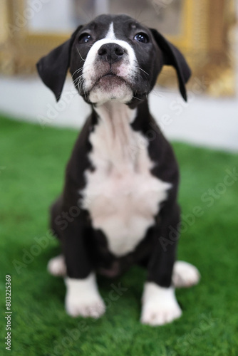 Selective focus of muzzle of cute puppy sitting on green grass.