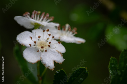 Close-up of white hawthorn flowers after rain.