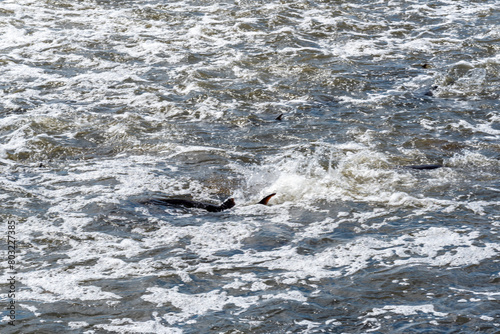 Strugeon Spawning In Spring At The Fox River Dam And Rapids In De Pere, Wisconsin