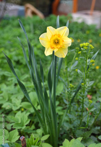 Yellow daffodil in the flowerbed