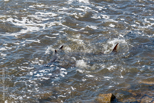 Strugeon Spawning In Spring At The Fox River Dam And Rapids In De Pere, Wisconsin