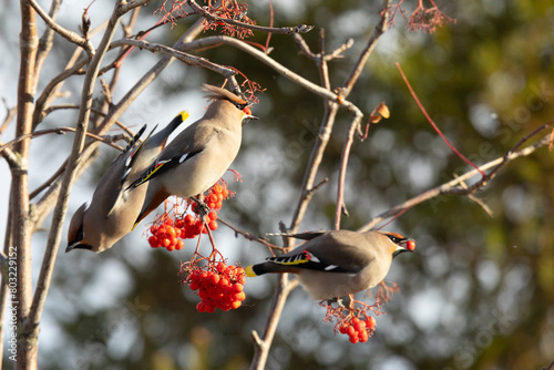 waxwing winter passerine bird feeding on berries