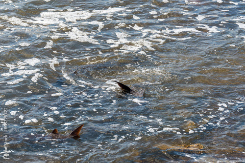 Strugeon Spawning In Spring At The Fox River Dam And Rapids In De Pere, Wisconsin