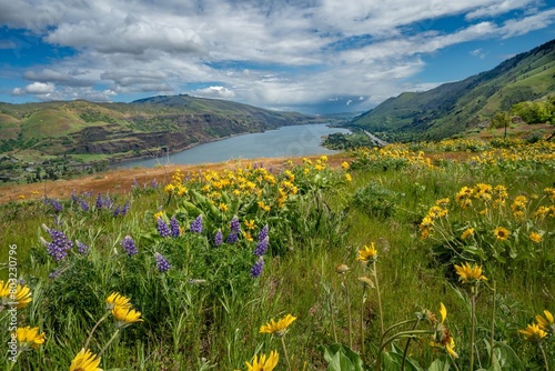 balsamroot and lupine blooming in the Tom McCall preserve on  Rowena Crest, Oregon