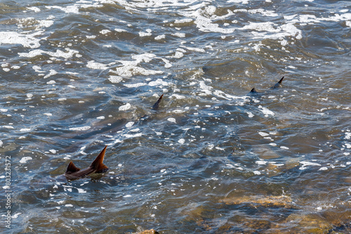 Strugeon Spawning In Spring At The Fox River Dam And Rapids In De Pere, Wisconsin