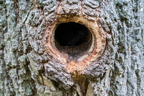 Obraz na płótnie bird hollow in a tree close-up