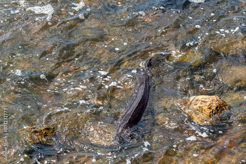 Strugeon Spawning In Spring At The Fox River Dam And Rapids In De Pere, Wisconsin