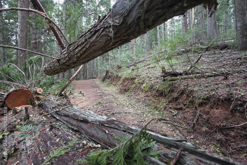 phto of RV road blocked by a fallen tree in the evergreen forest of Idaho