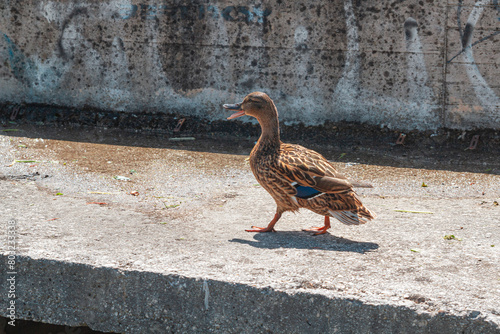 A duck walking on the concrete sidewalk | Kaczka idąca po betonowym chodniku