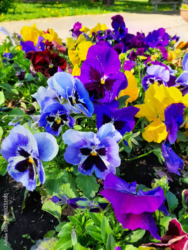 Spring flowers.  Viola