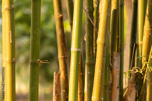 Bamboo grows in the tropics. Nature
