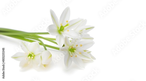Exquisite Star of Bethlehem Flowers in Pristine White Setting