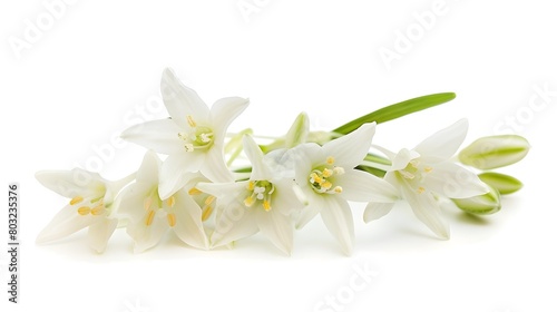 Elegant Floral Arrangement of Star of Bethlehem Flowers on White Background