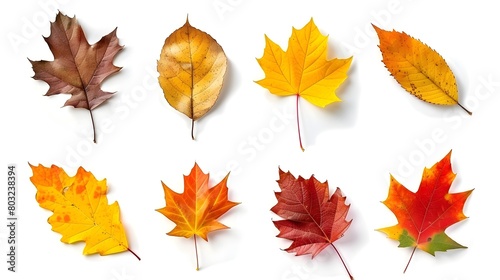 Diverse Autumn Leaves in Brilliant Colors Displayed on a White Background