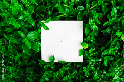Creative layout made of green leafs with paper card note. Flat lay. Nature concept