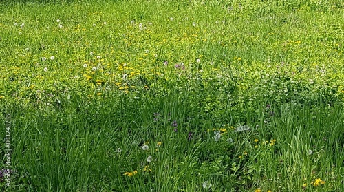 Green grass on the meadow