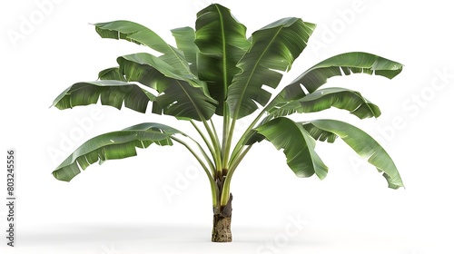 Lush and Verdant Tropical Banana Tree with Sprawling Green Leaves in Serene Natural Setting
