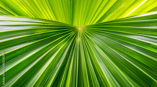 Stunning macro shot of a green palm leaf with a focus on the lines radiating from the central vein